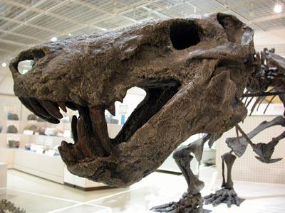 イノストランケビアの頭の化石の写真