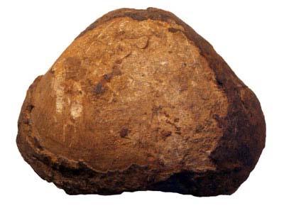 1個の石みたいな外回りがこげ茶で中がそれよりうすい茶色の腕足類の化石の写真