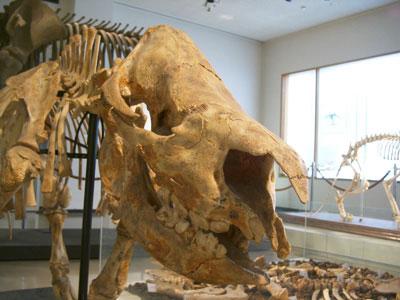 ニッポンサイの復元骨格の頭の部分の写真