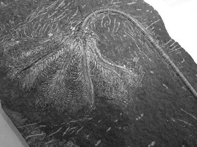 ウミユリの化石の写真
