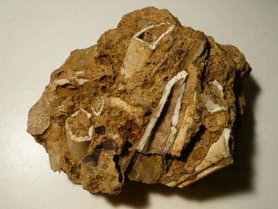 岩みたいな1個の茶色の岩。裂罅（れっか）にたまった化石の写真