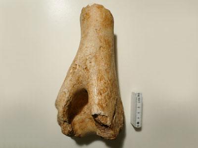 バイソンの腕の一部の化石と5センチ定規との比較の写真