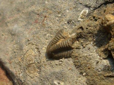 岩についた三葉虫の化石の写真