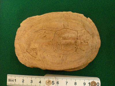 薄い茶色で小判型のミヤタハコガメの甲羅の化石と10センチ物差しの比較の写真