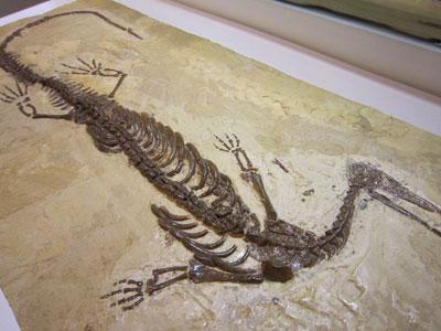 ひらたい板のようなものにきれいに残っているメソサウルスの全体の化石の写真