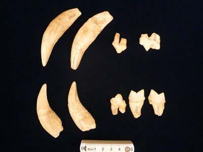 トラの牙とみられる化石と長さを確認するものさしの写真