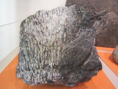 大きな1個の岩の半分にサンゴがわかるような化石の写真