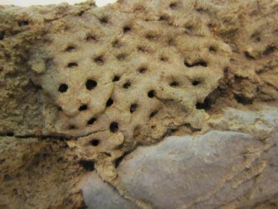 コケムシの化石の写真