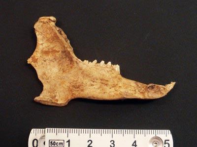 ニホンノウサギのあごと歯のような一部の化石と5センチ定規の比較の写真
