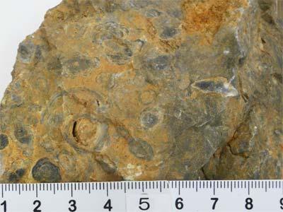 岩の表面に黒っぽいまるい形のフズリナの化石とともに2センチほどのベレロフォンの断面化石の写真