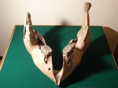 マンモスゾウの下あごの骨の化石の写真