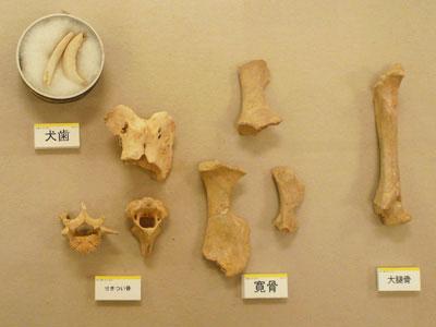 イノシシの犬歯・脊椎骨・寛骨・大腿骨の化石の写真
