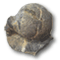 丸い野球のボールのような形をしたベレロフォンの化石