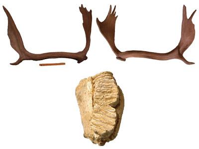 鹿の角が2個ならび、歯の断面がみえる顎の化石の写真