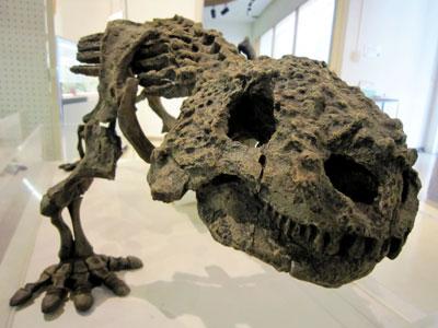 スクトサウルスの子どもの頭の化石の写真