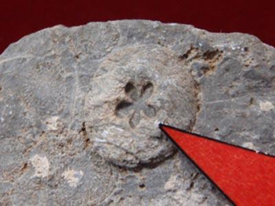 石の上に小さな丸い石の形がありその中に花の形をした場所がわかるように赤い目印でさしたウミユリの化石の写真