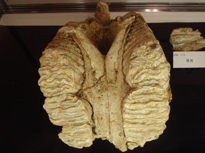 薄いベージュのような色をした最少のナウマンゾウの牙片の化石の写真