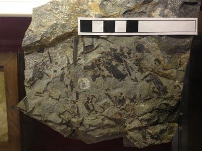 岩の中に黒っぽいいろんな形のレピドデンドロンの化石と大きさを比べる黒白の目盛り板の写真
