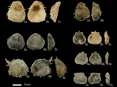 7つの種類のクーペリナ属を様々な角度から撮った20枚の化石の写真