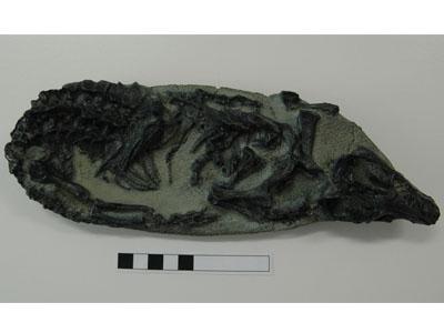 真っ黒な石の中に砂のような模様をしたトリナクソドンの化石と大きさを比べる黒白の目盛り板の写真