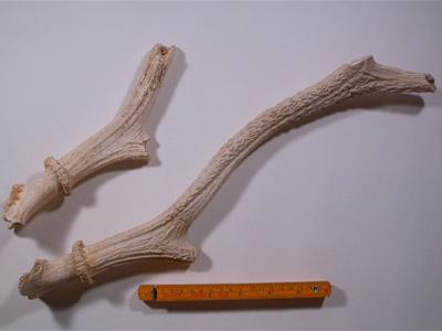 ニホンムカシジカの大小1本ずつの角の化石と大きさを比べるものさしの写真