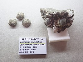 栃木県産二枚貝の化石