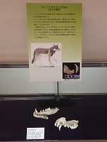 佐野市から産出したタイリクオオカミ下顎骨