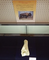 佐野市から産出したバイソンの上腕骨の化石