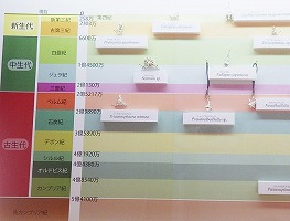 年表順に並んで展示された放散虫アクセサリーの写真