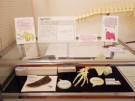 魚竜とクジラの仲間のコマッコウのヒレを比較した展示ケースの写真