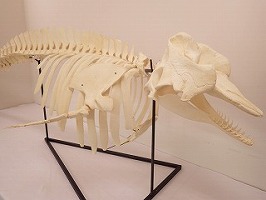 コマッコウという海生哺乳類の全身骨格の写真