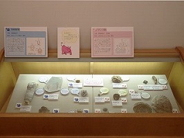 海綿動物とサンゴ類を比較した展示ケースの写真