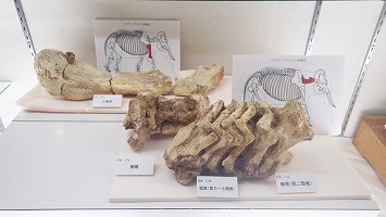 ナウマンゾウの足と首の部分の化石の写真