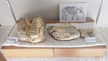 ナウマンゾウの下顎の化石の写真