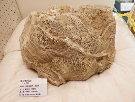 琉球石灰岩の中のサンゴの化石