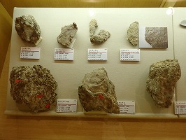 宮城県五ヶ瀬町の祇園山でみつかったサンゴなどの化石