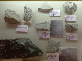 山口県美祢市でみつかったフズリナなどの化石入り石灰岩の写真