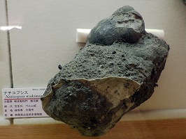 岐阜県大垣市の金生山で見つかった大きな巻貝の写真