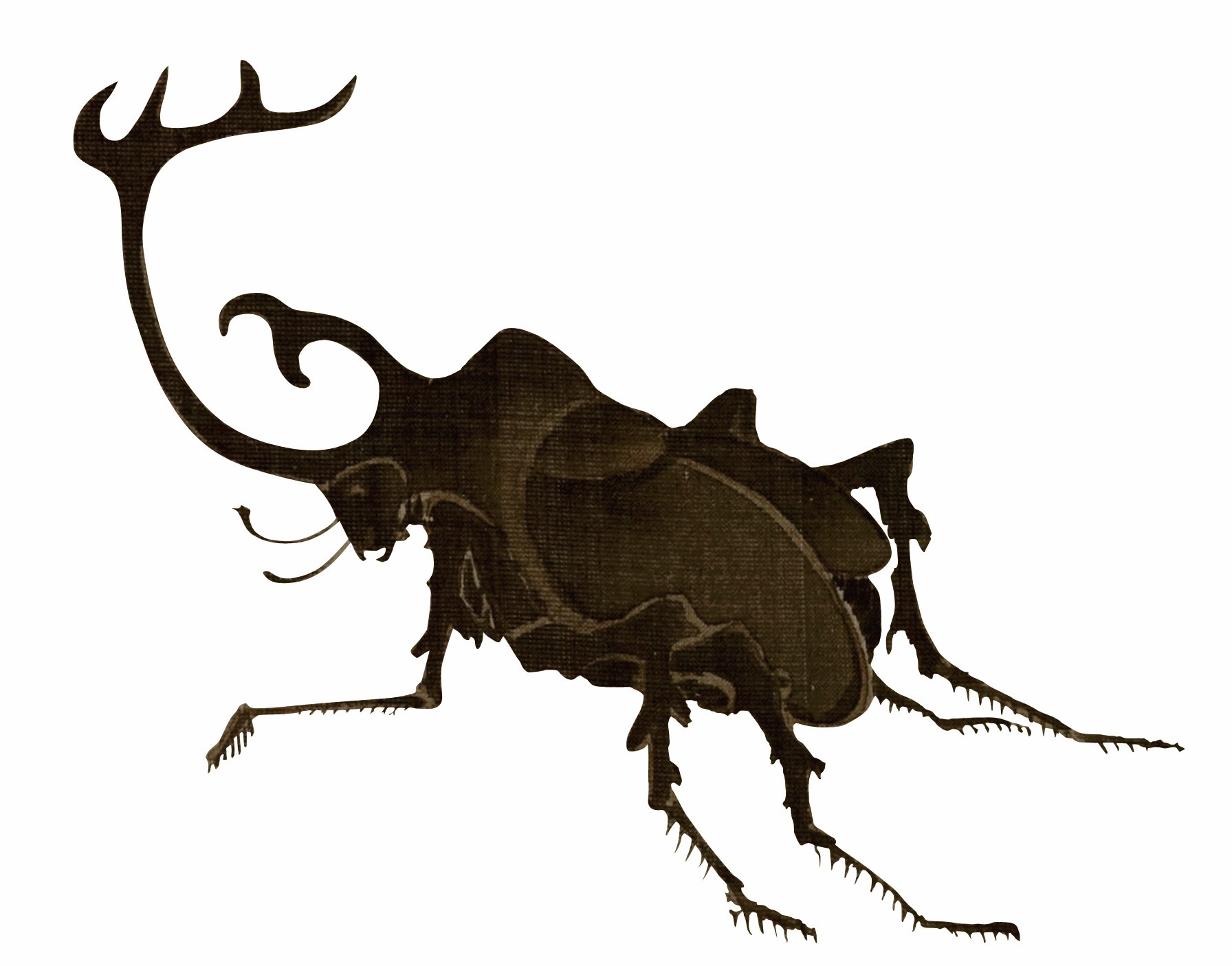 カブトムシの図