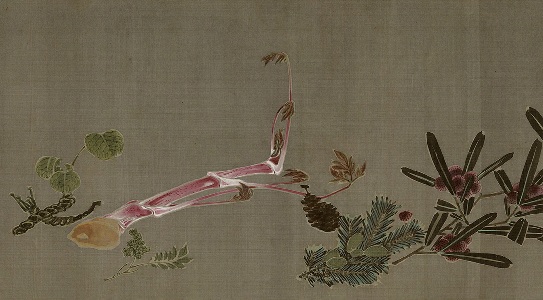菜蟲譜うど