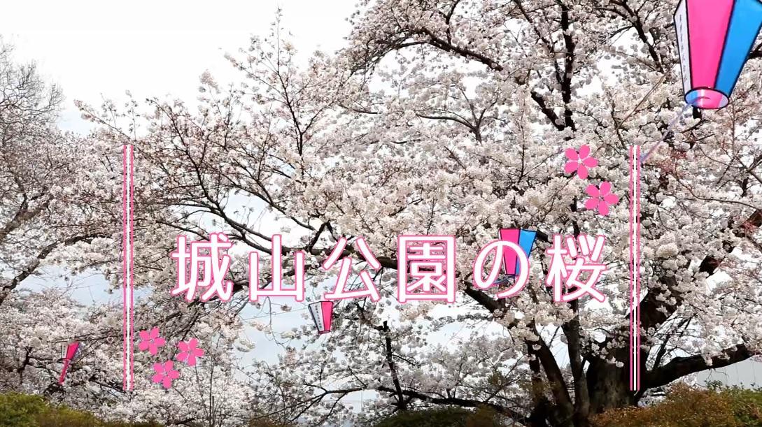 城山公園の桜のページへリンク