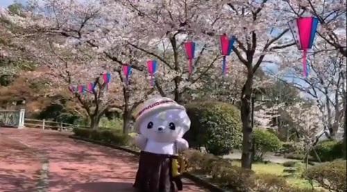 さのまる全力レポート ～平成最後の桜 前編～のページへリンク