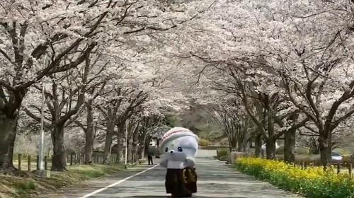 さのまる全力レポート ～平成最後の桜 後編～のページへリンク