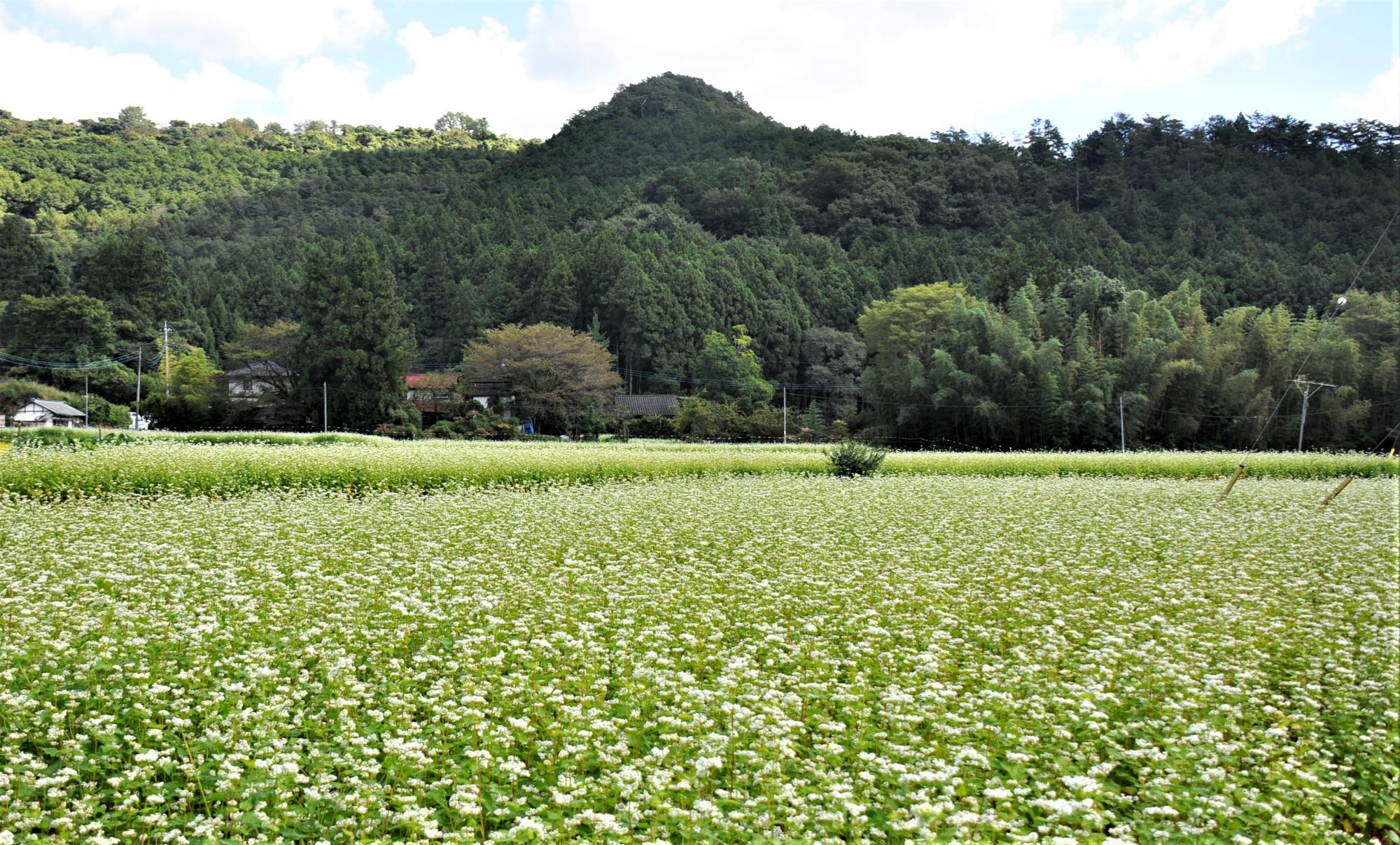 一面に花をつけた蕎麦畑の写真