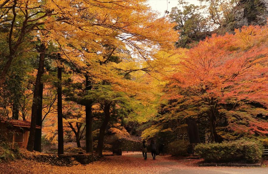 蓬莱山の紅葉の写真