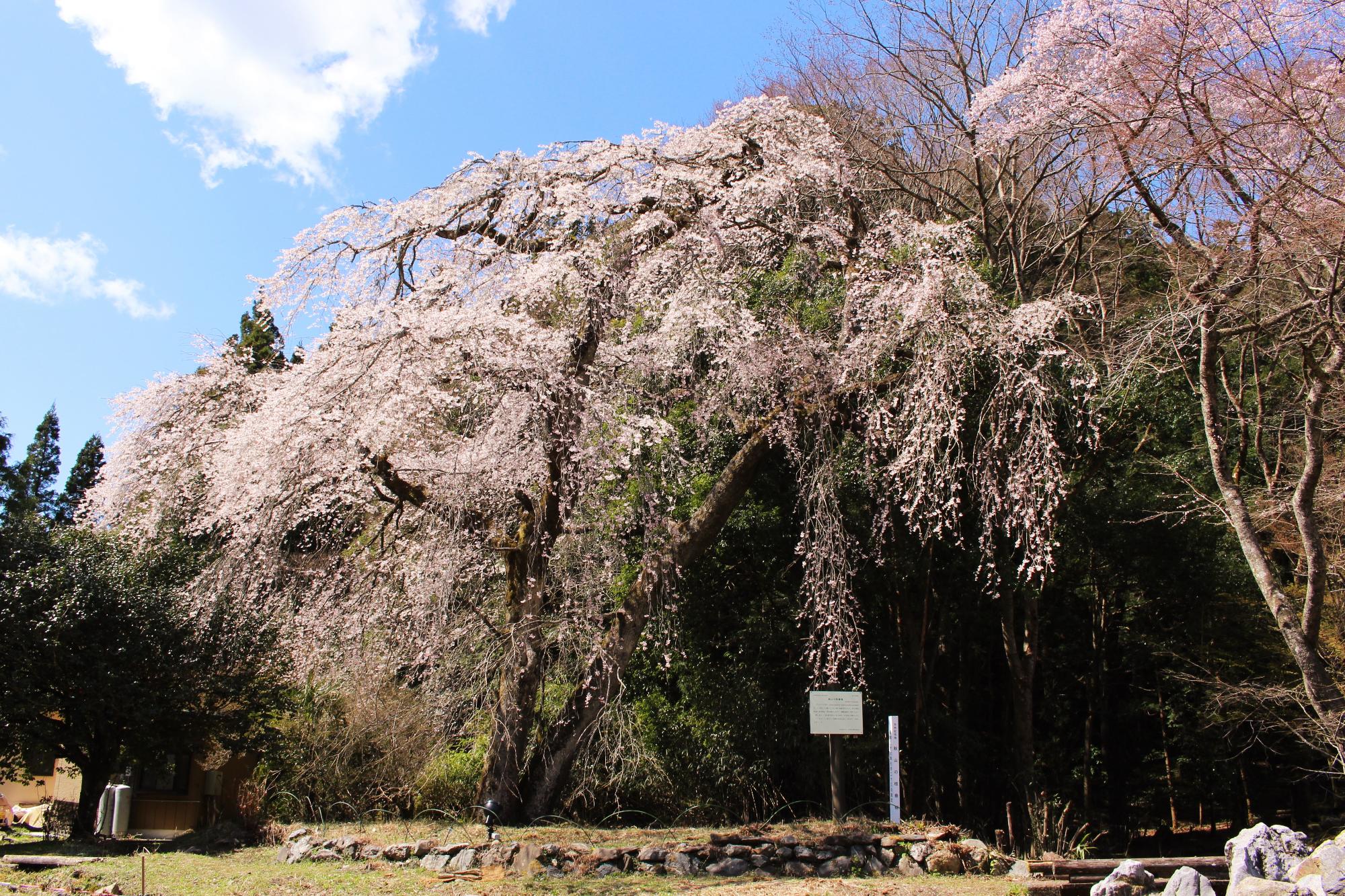 秋山のしだれ桜の写真