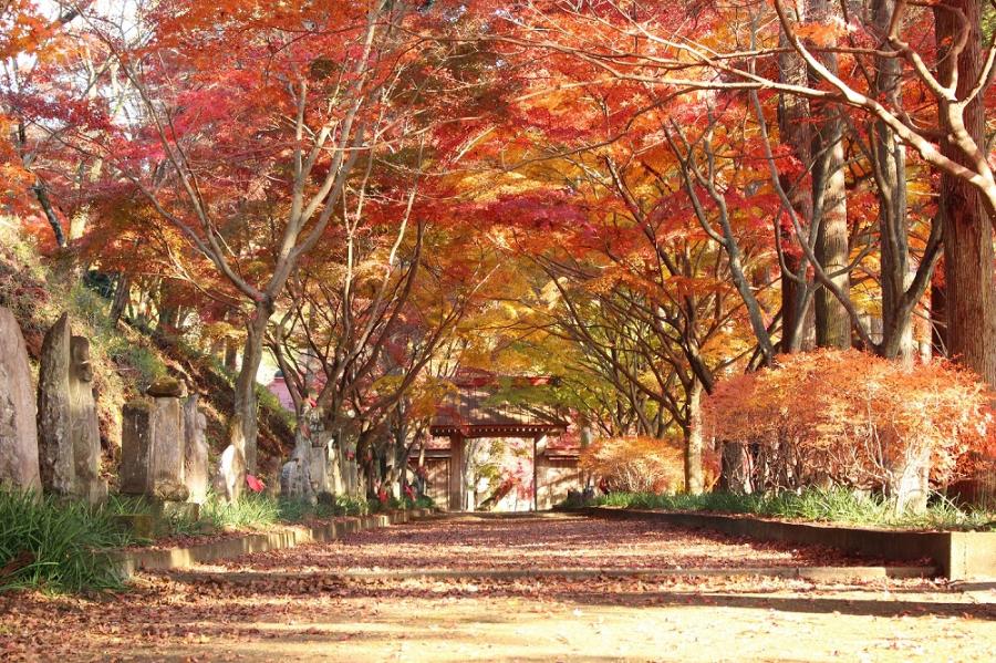 金蔵院の紅葉の写真