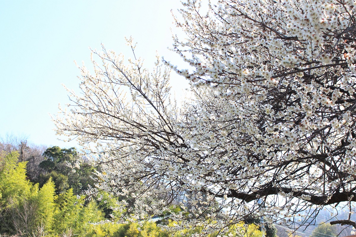 みかも山公園万葉庭園の梅