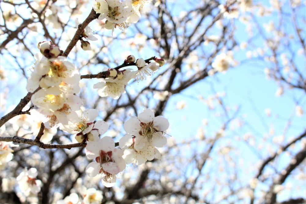 梅林公園の白梅