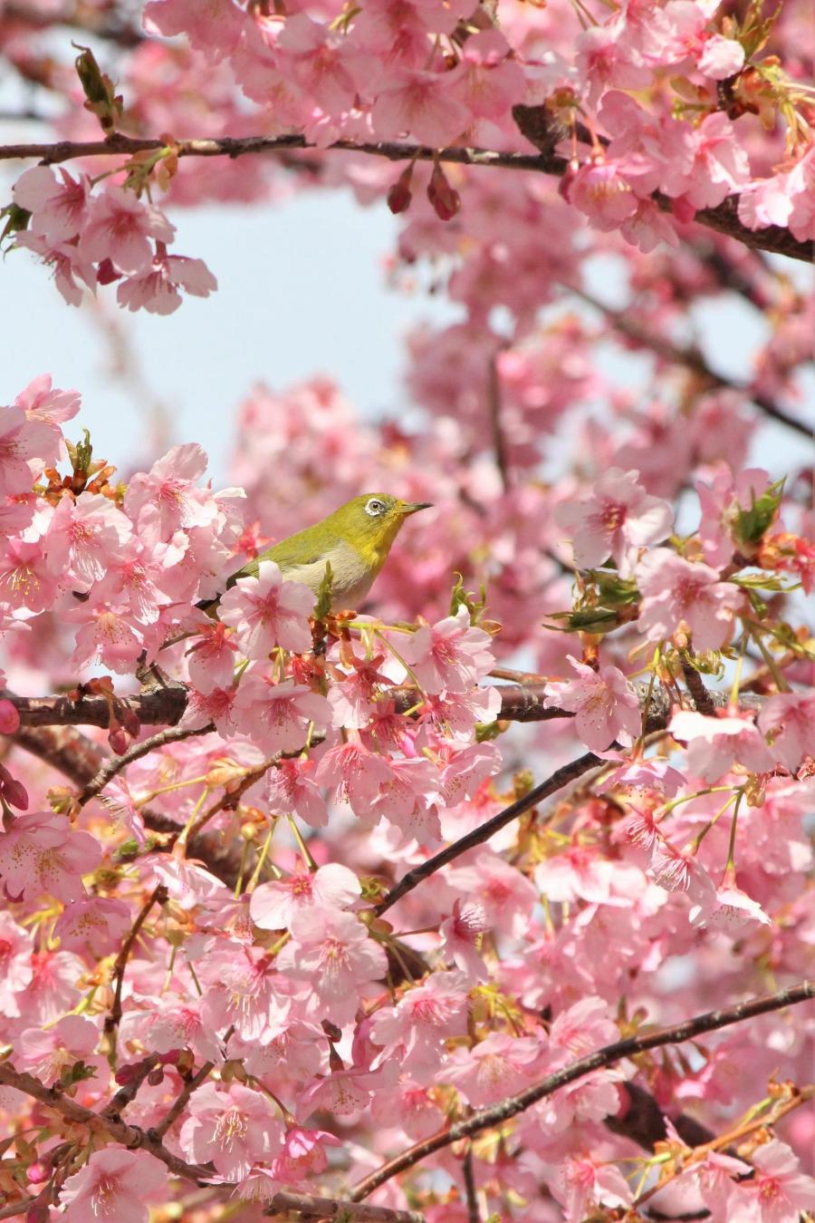 河津桜とメジロの写真